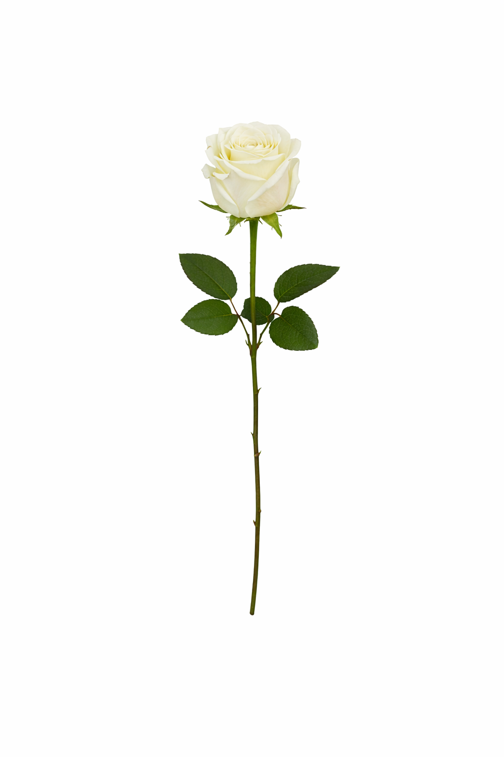 Classic Rose Bloom Stem