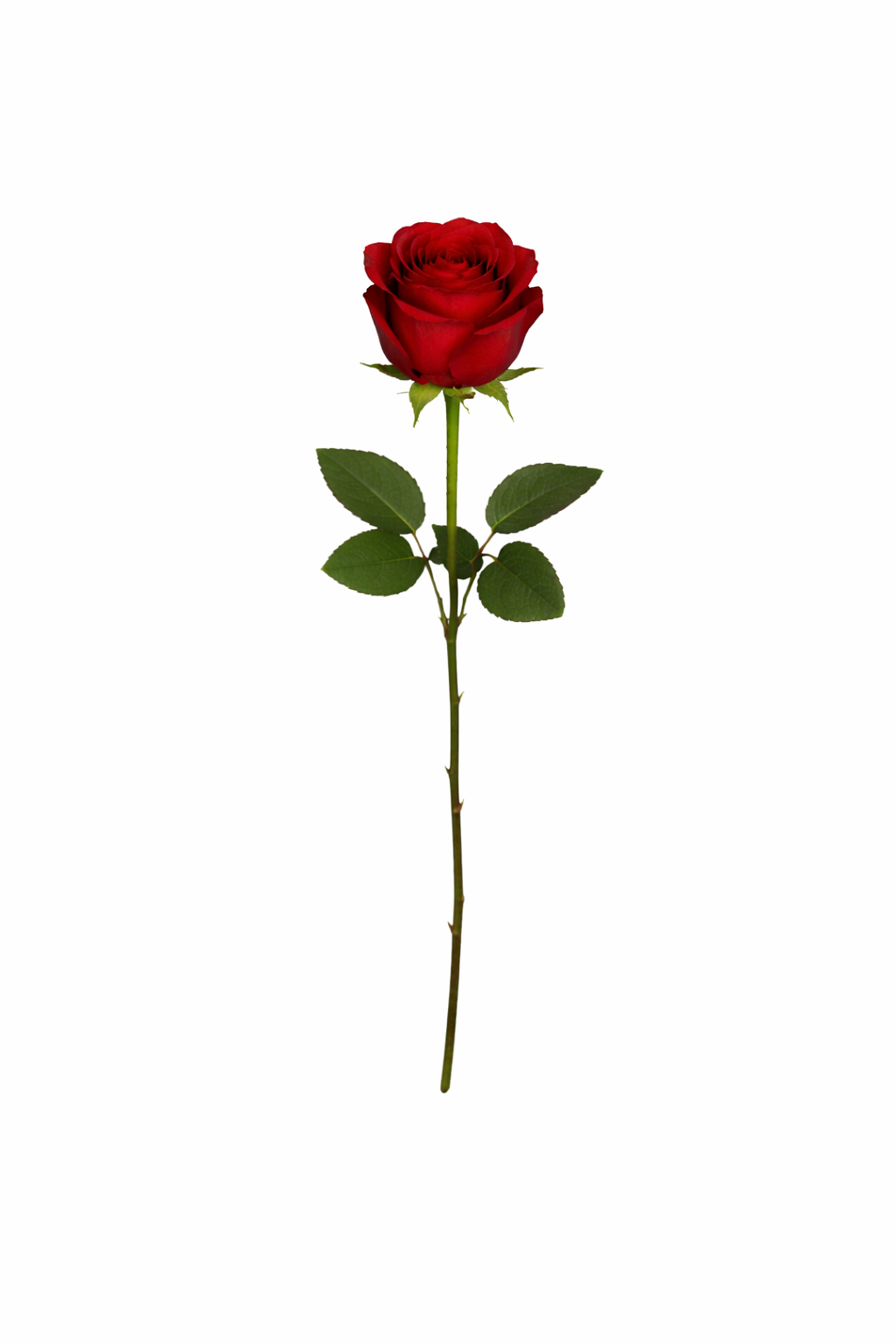 Classic Rose Bloom Stem