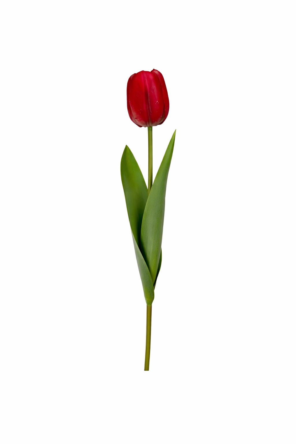 Royal Tulip Stem