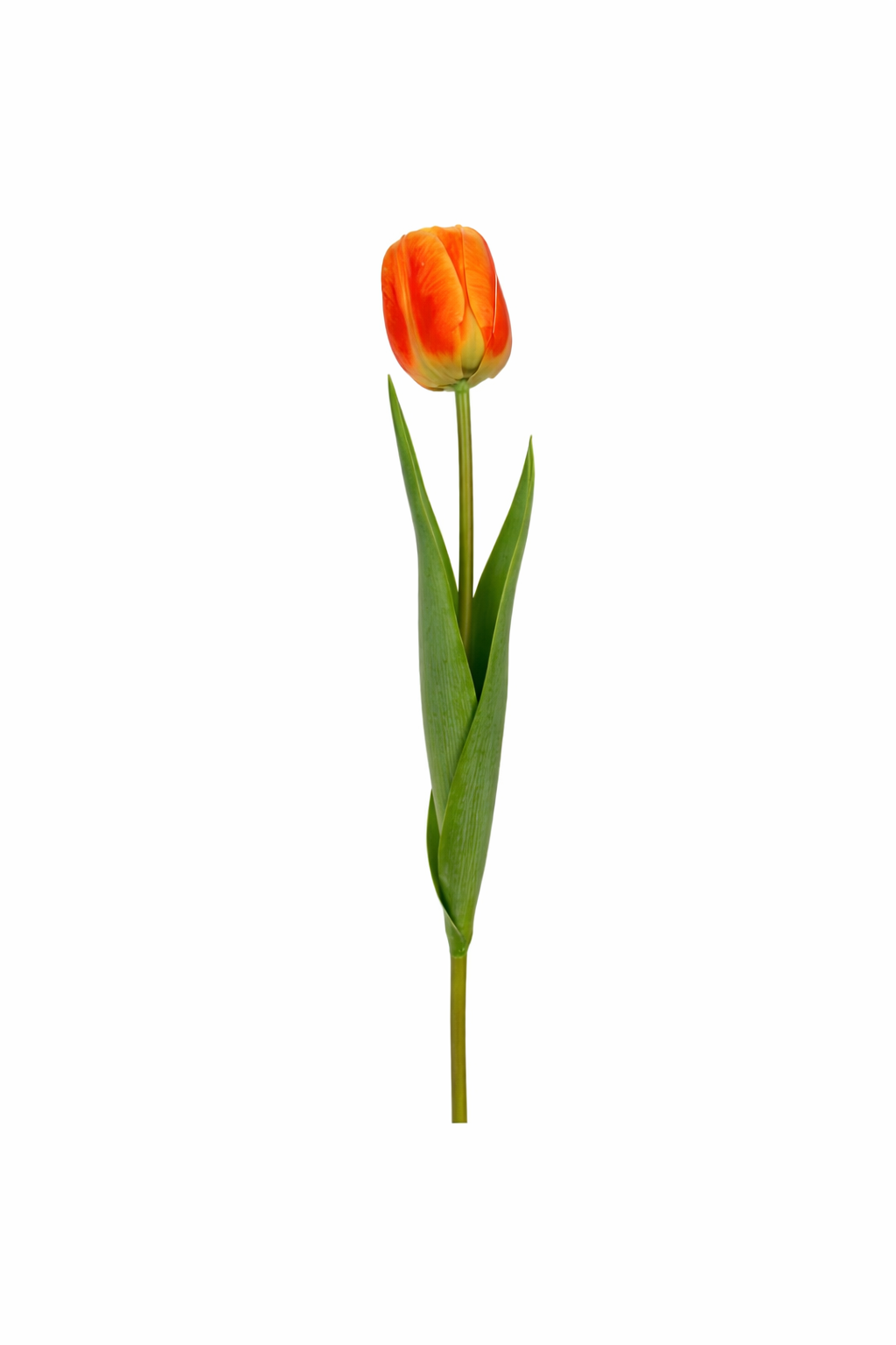 Royal Tulip Stem