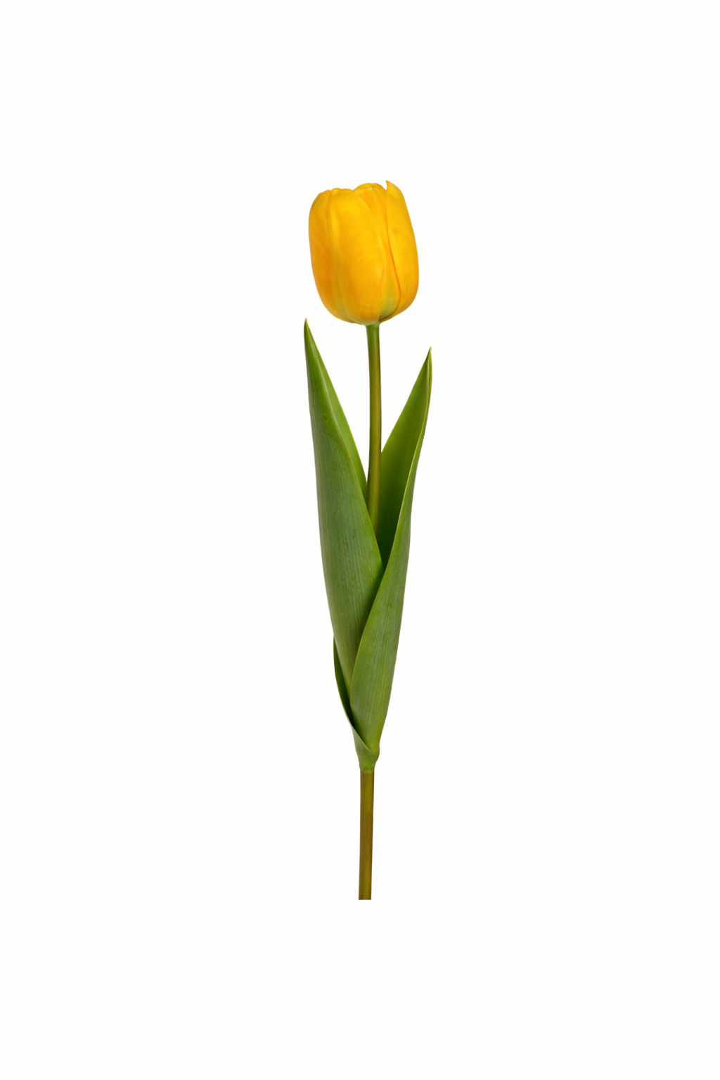 Royal Tulip Stem