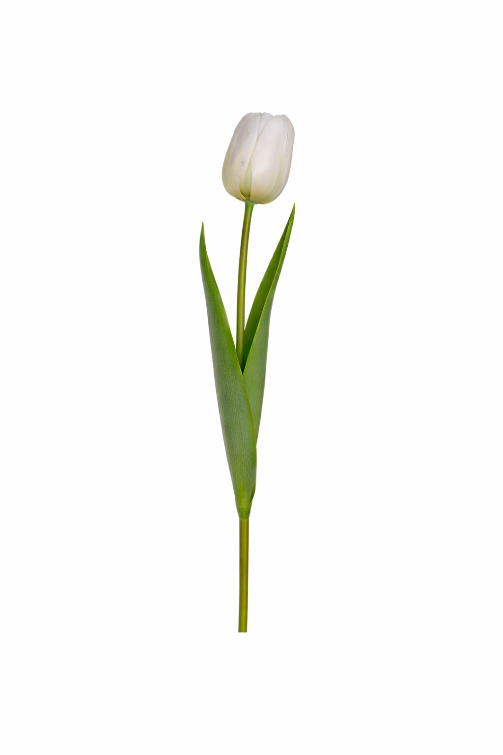 Royal Tulip Stem
