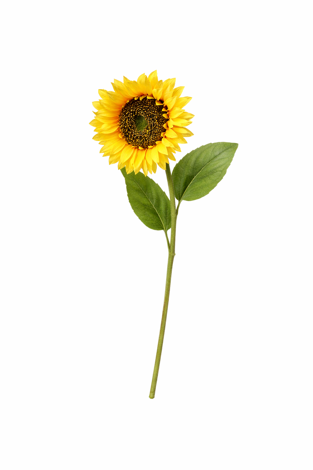 Golden Sunflower Stem