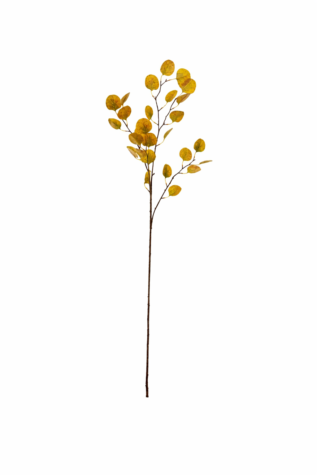 Eucalyptus Coin Leaf Spray