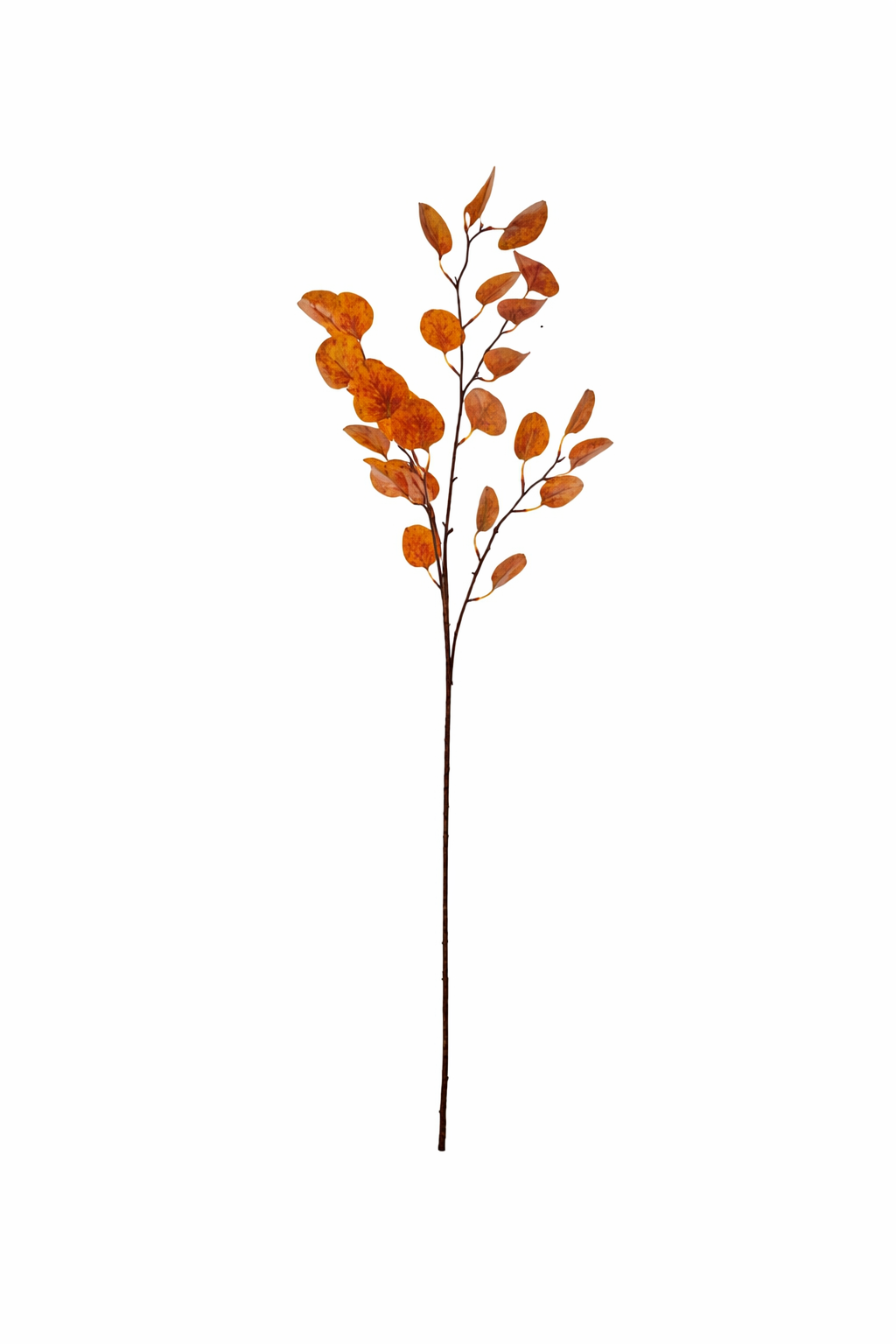 Eucalyptus Coin Leaf Spray