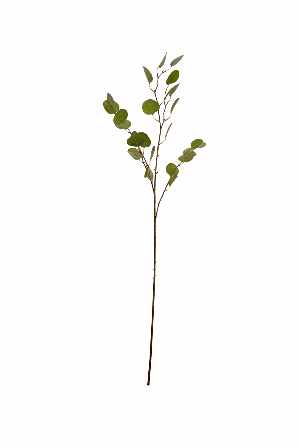 Eucalyptus Coin Leaf Spray