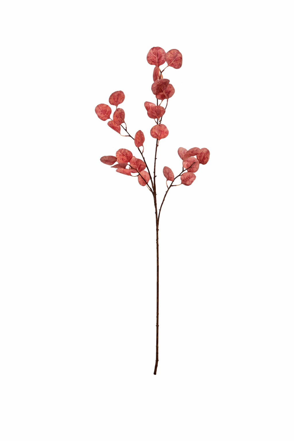 Eucalyptus Coin Leaf Spray