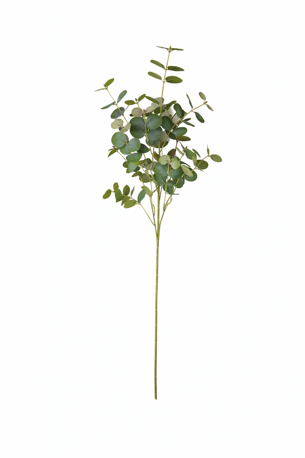 Natural Eucalyptus Branch Spray