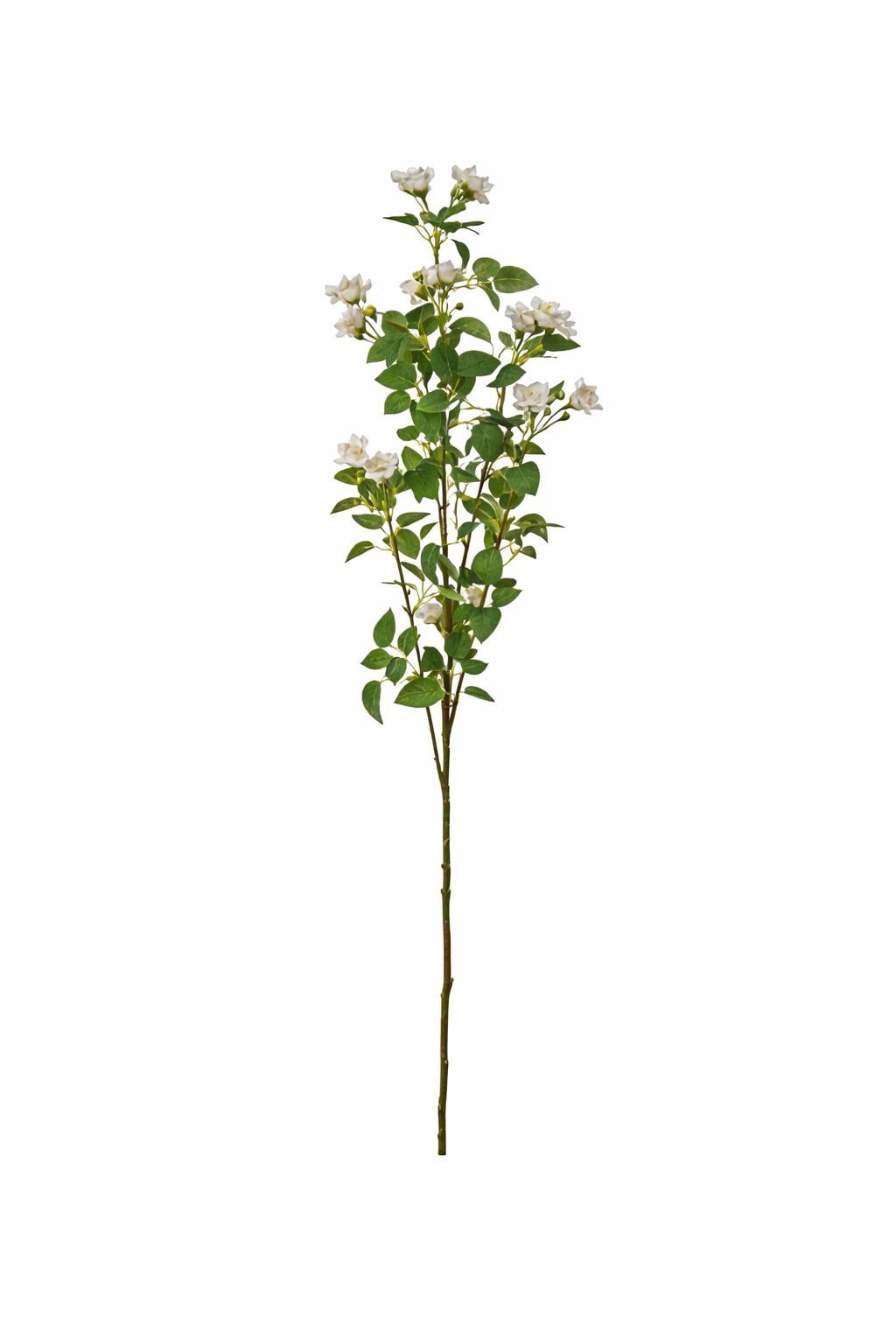 White Jasmine Blossom Branch