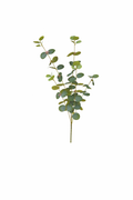 Eucalyptus Round Leaf Spray