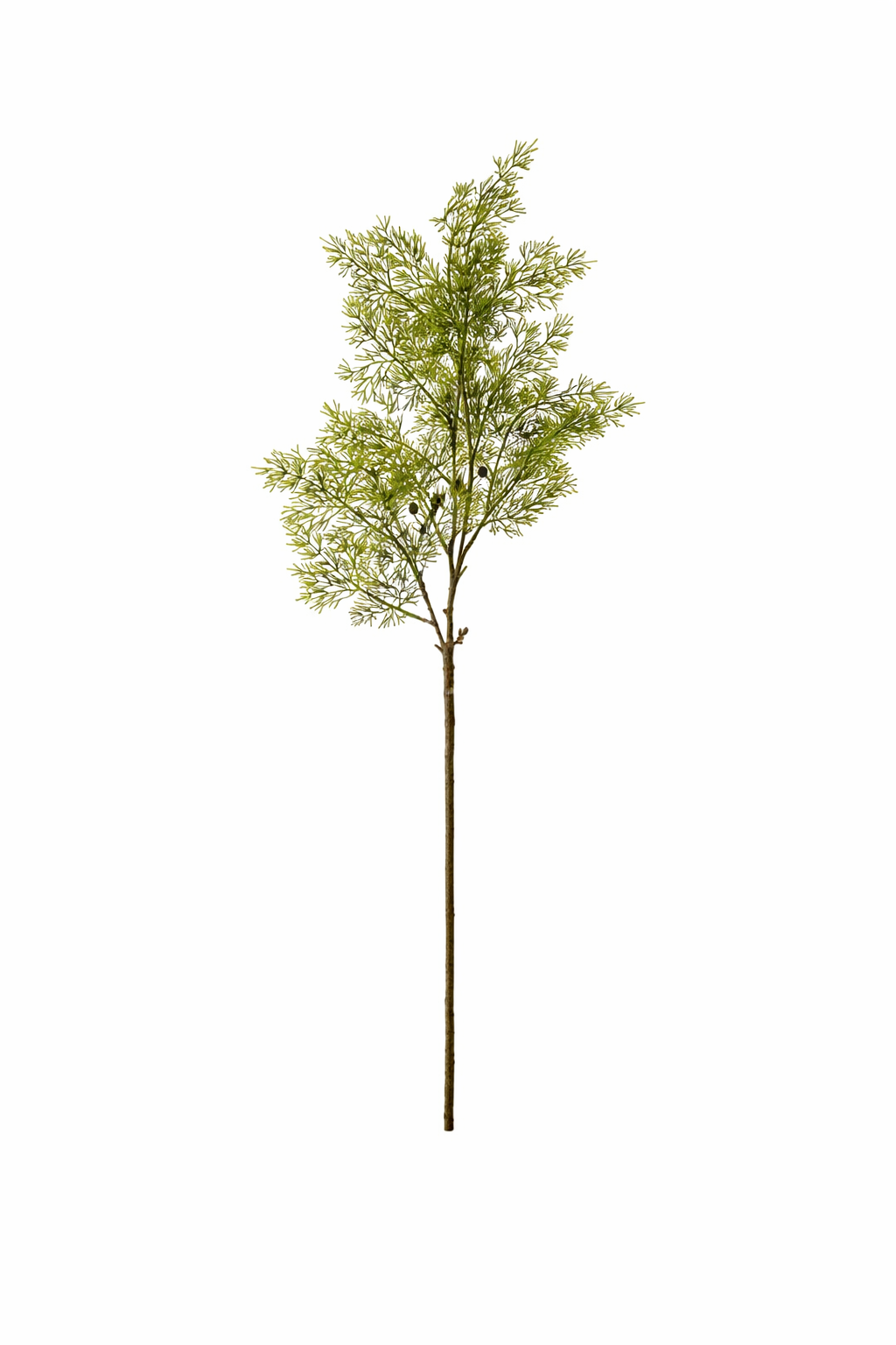 Elegant Cedar Branch Spray