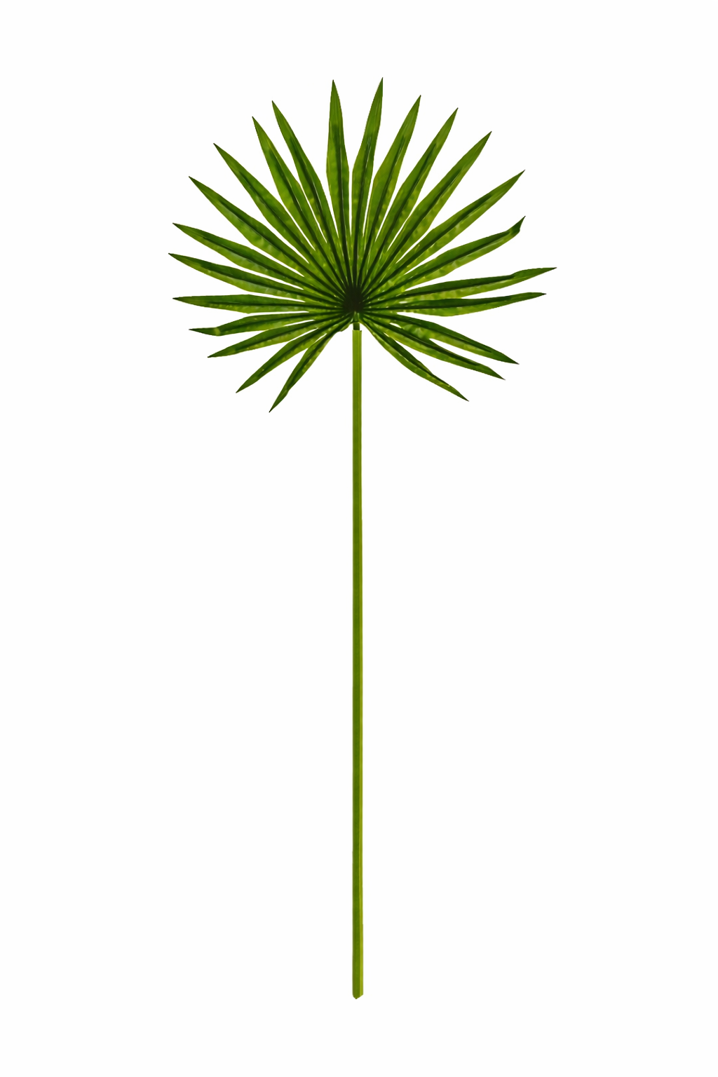 Tropical Fan Palm Leaf Stem