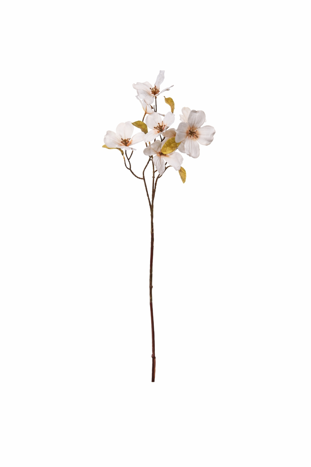 Magnolia Blossom Branch