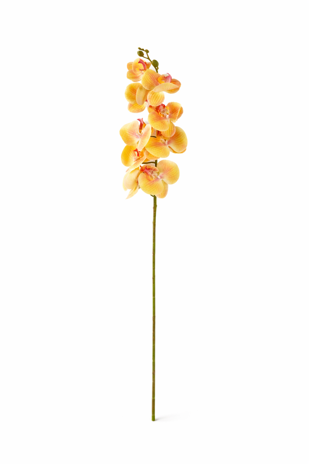 Phalaenopsis Orchid Stem