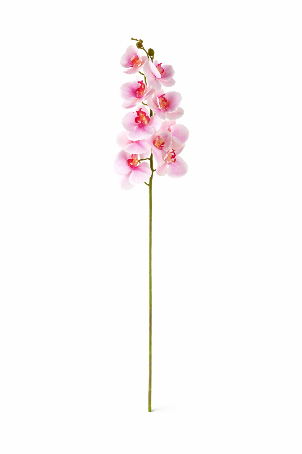 Phalaenopsis Orchid Stem