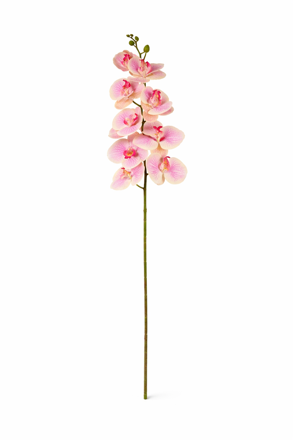 Phalaenopsis Orchid Stem II (Bundle Rosa)