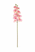Phalaenopsis Orchid Stem II (Bundle Rosa)