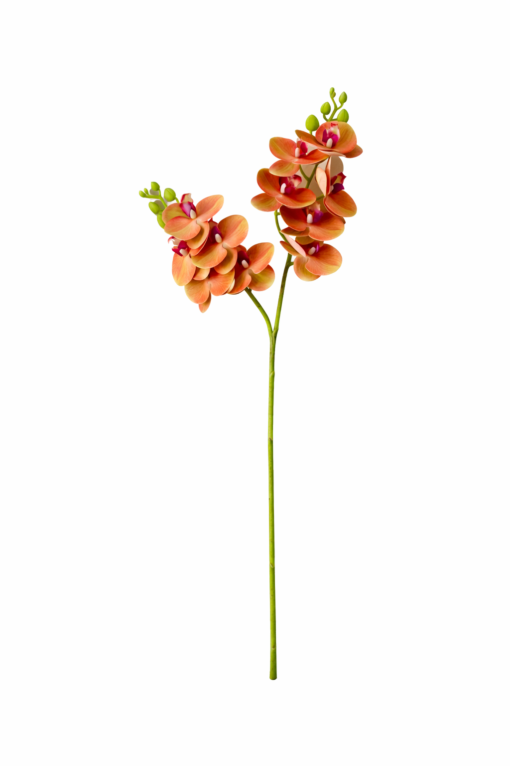 Phalaenopsis Orchid Stem