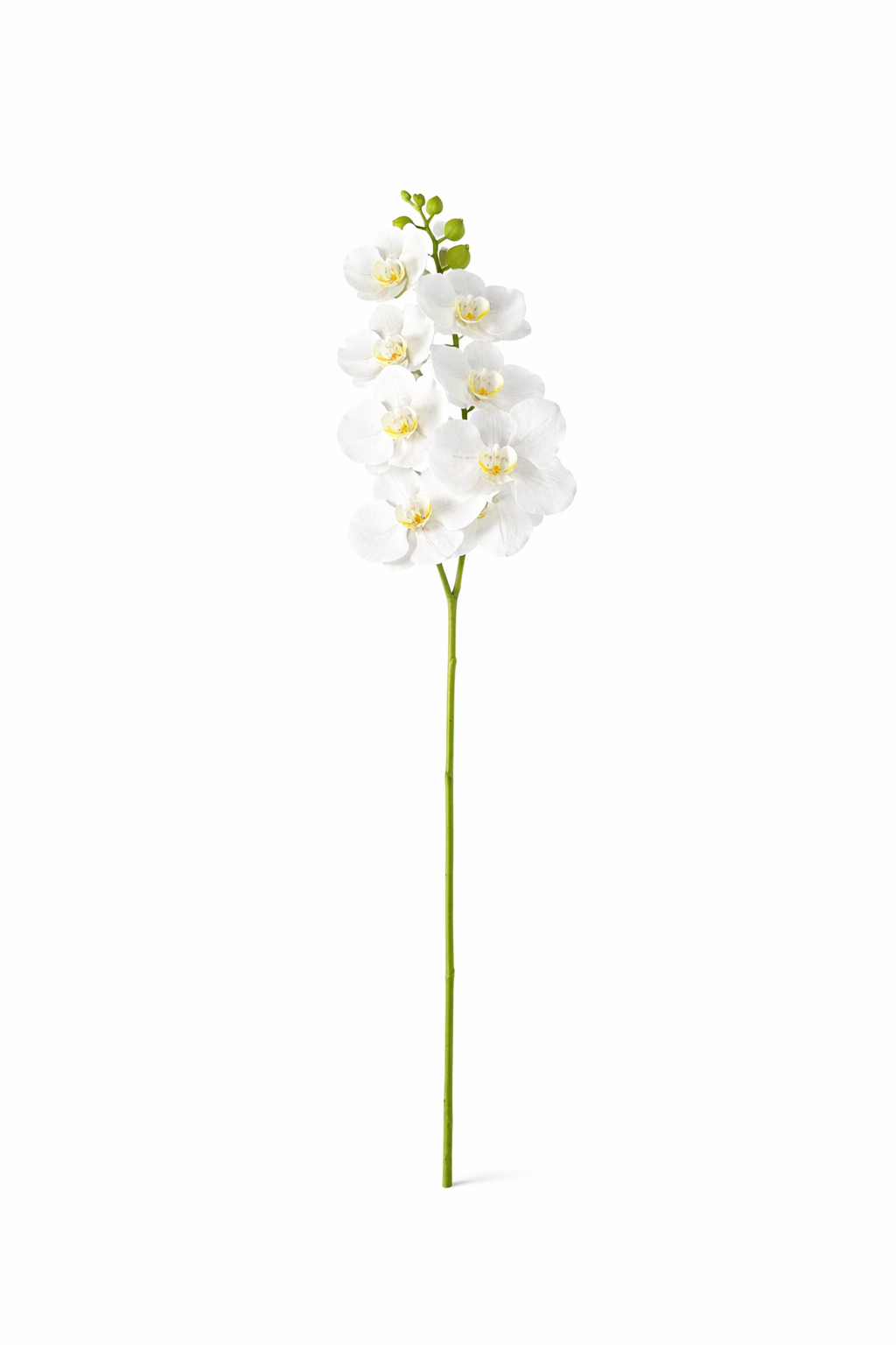 Phalaenopsis Orchid Stem