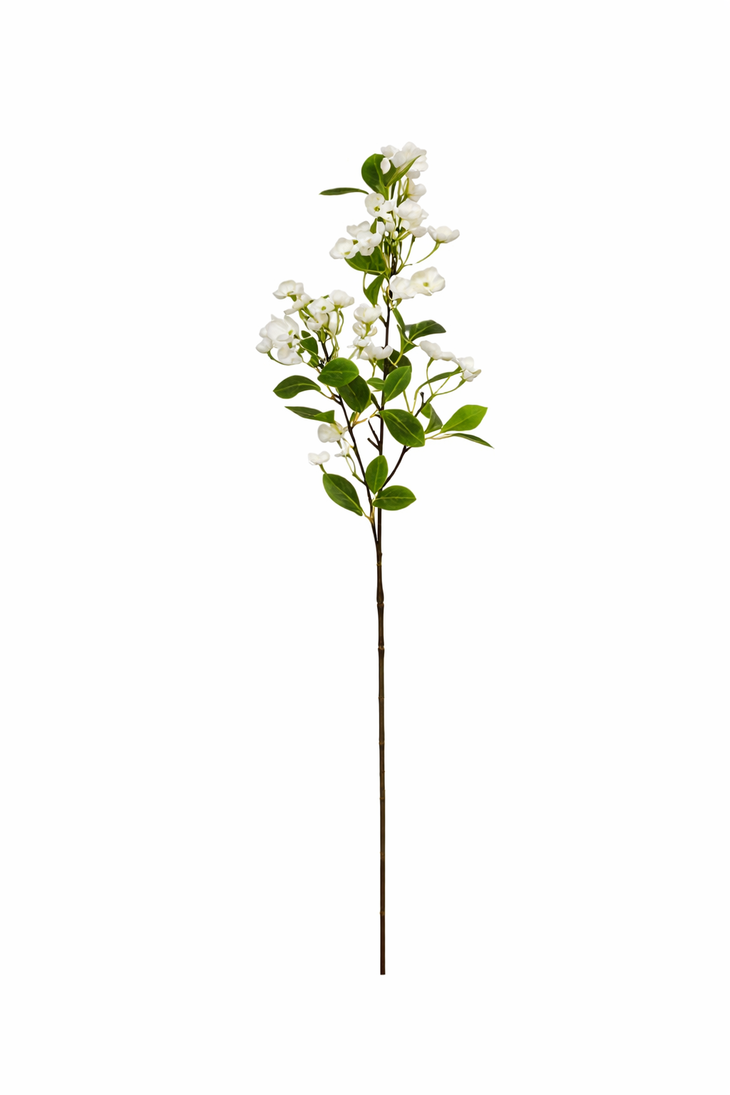 Haste de Hortênsia Florescida