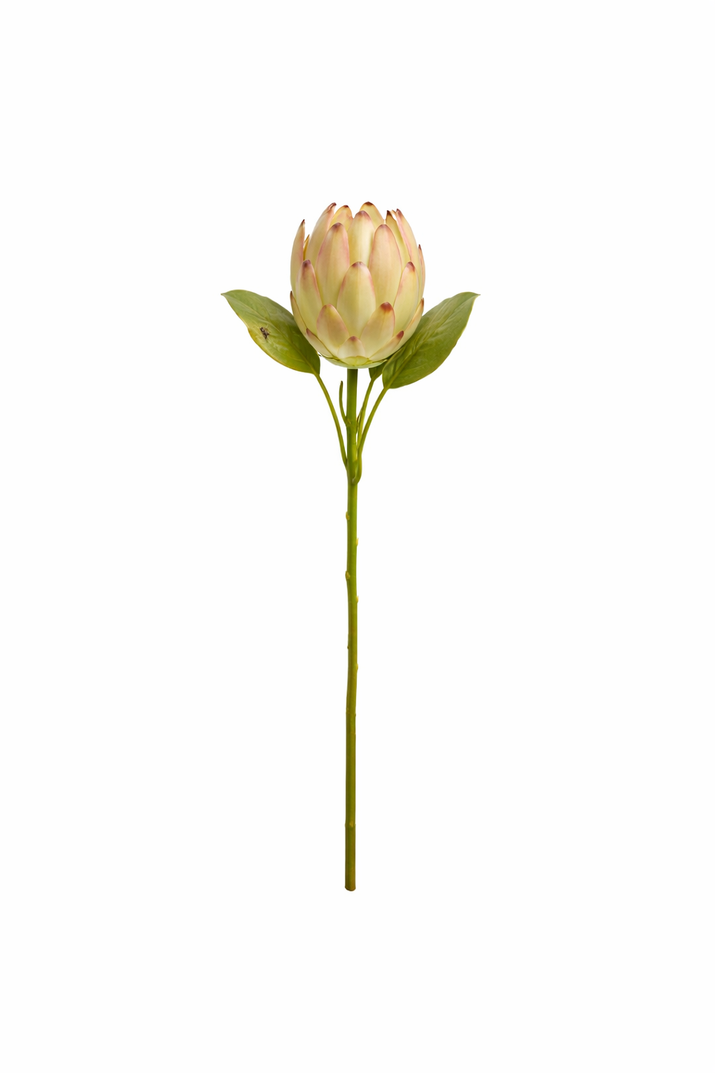 Grand Protea Bloom Stem (Bundle Creme)