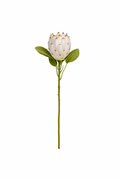 Haste Protea Grande em Flor