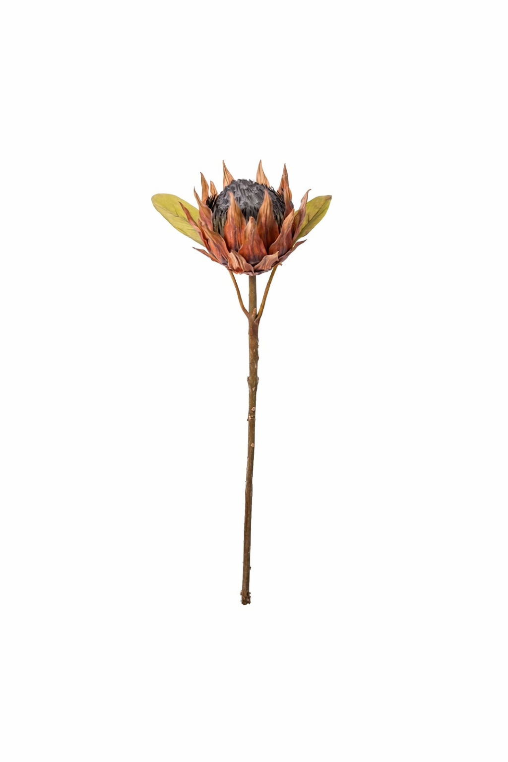 Burnt Protea Statement Stem