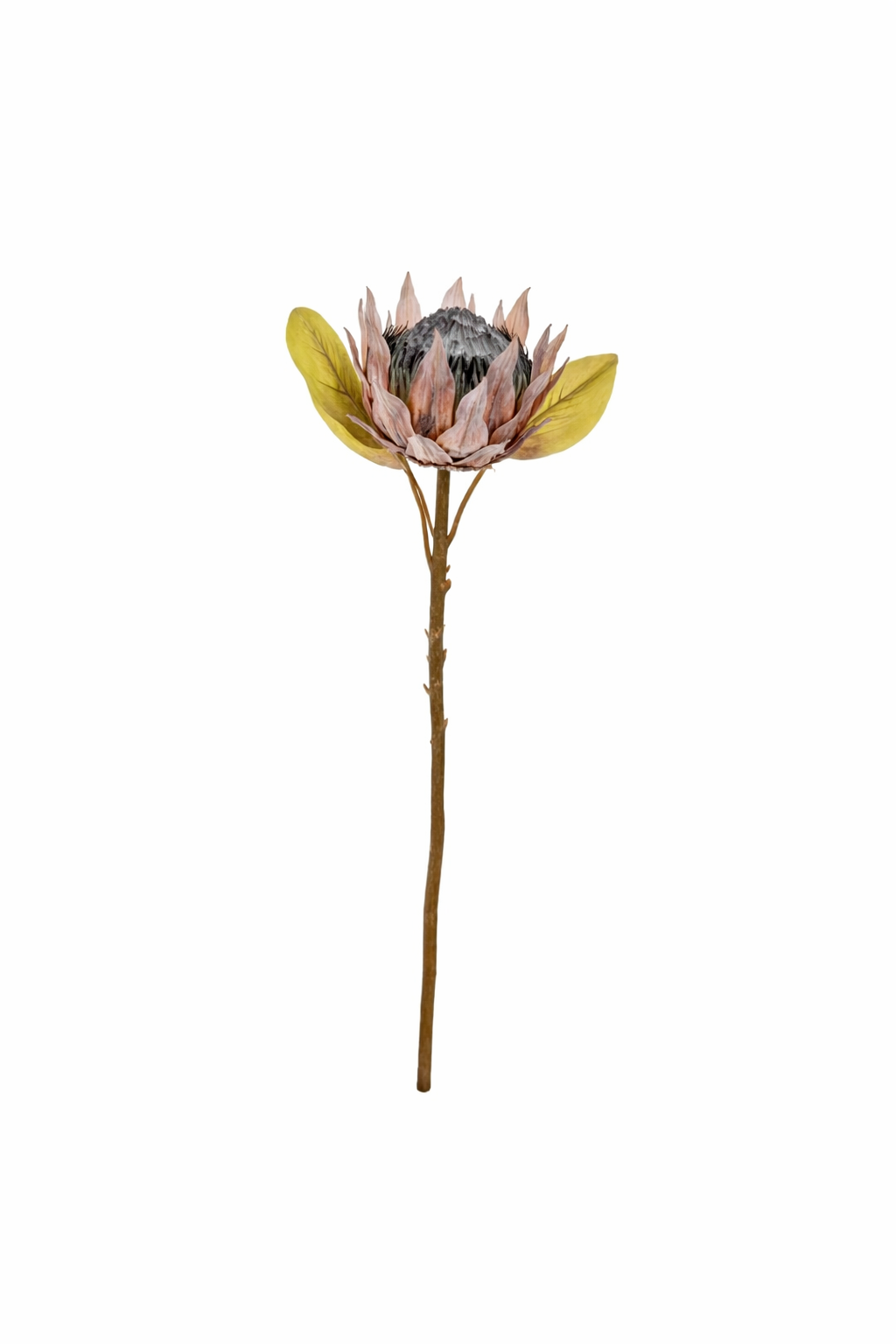 Burnt Protea Statement Stem