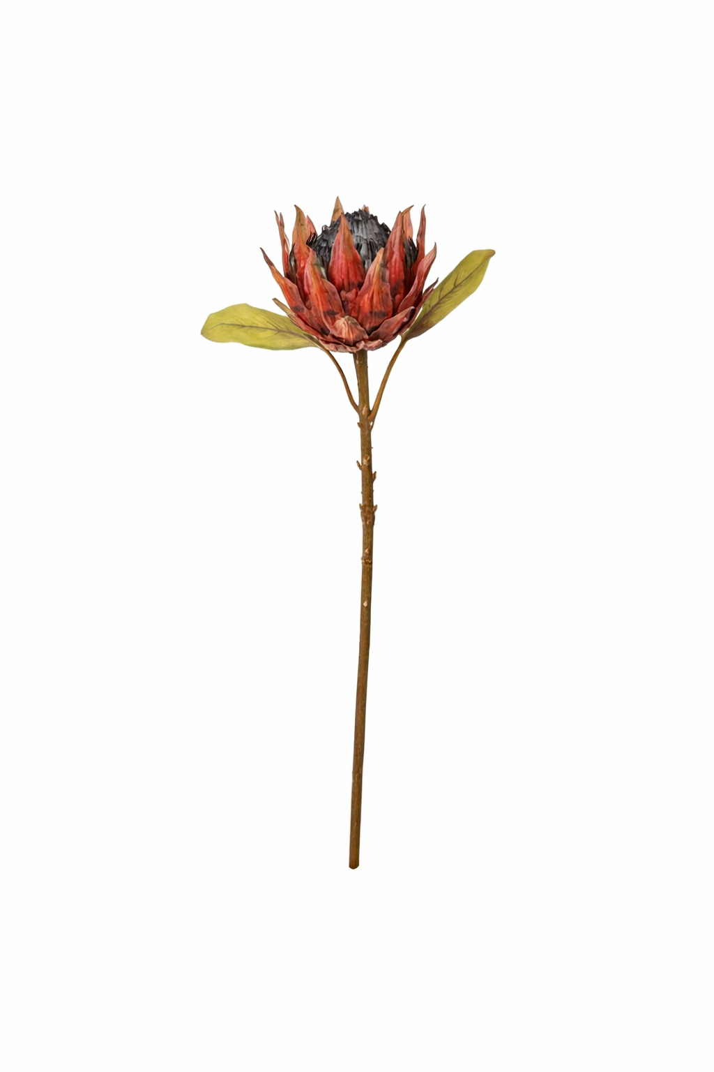 Burnt Protea Statement Stem