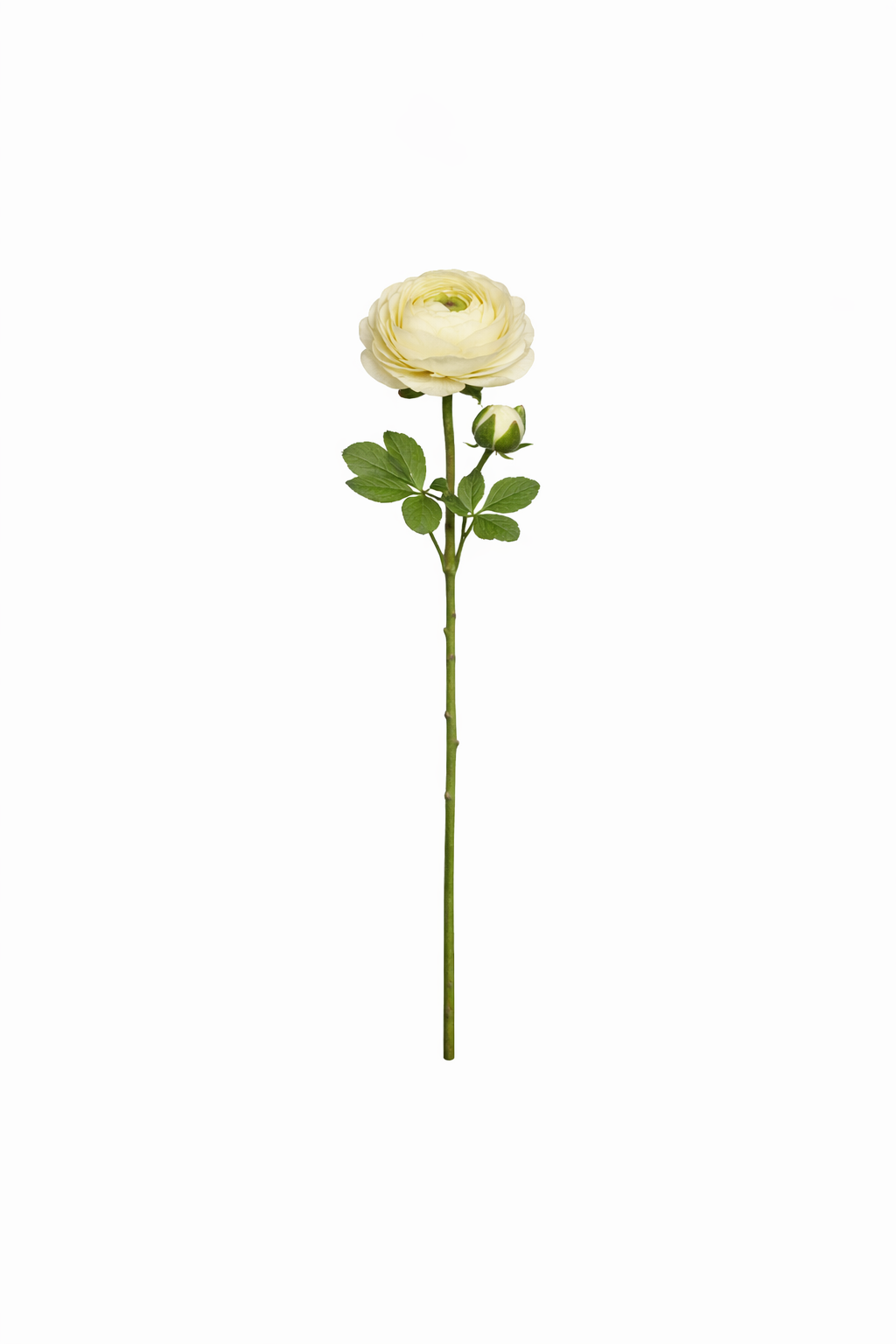 Elegant Ranunculus Bloom Stem