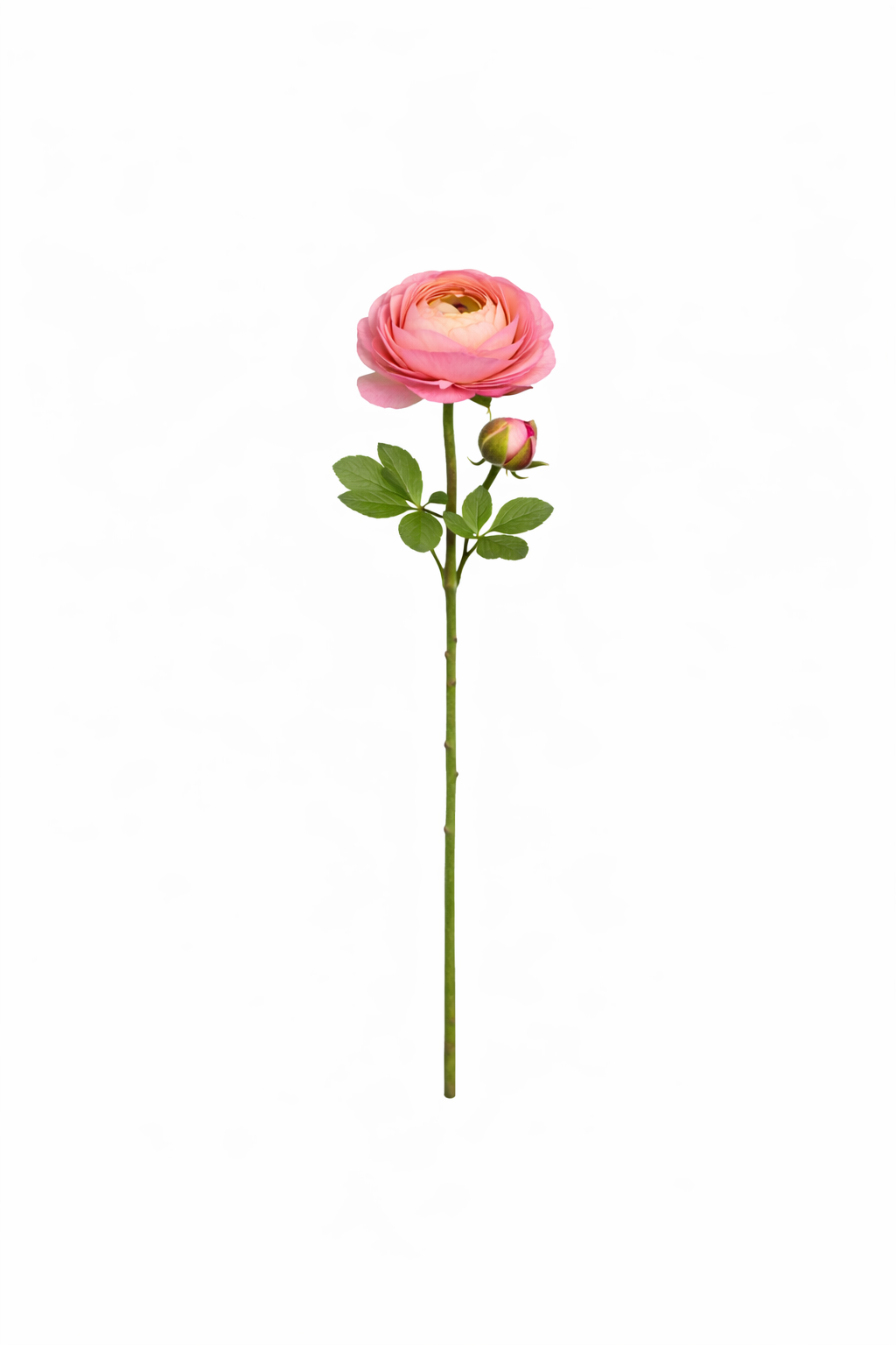 Elegant Ranunculus Bloom Stem