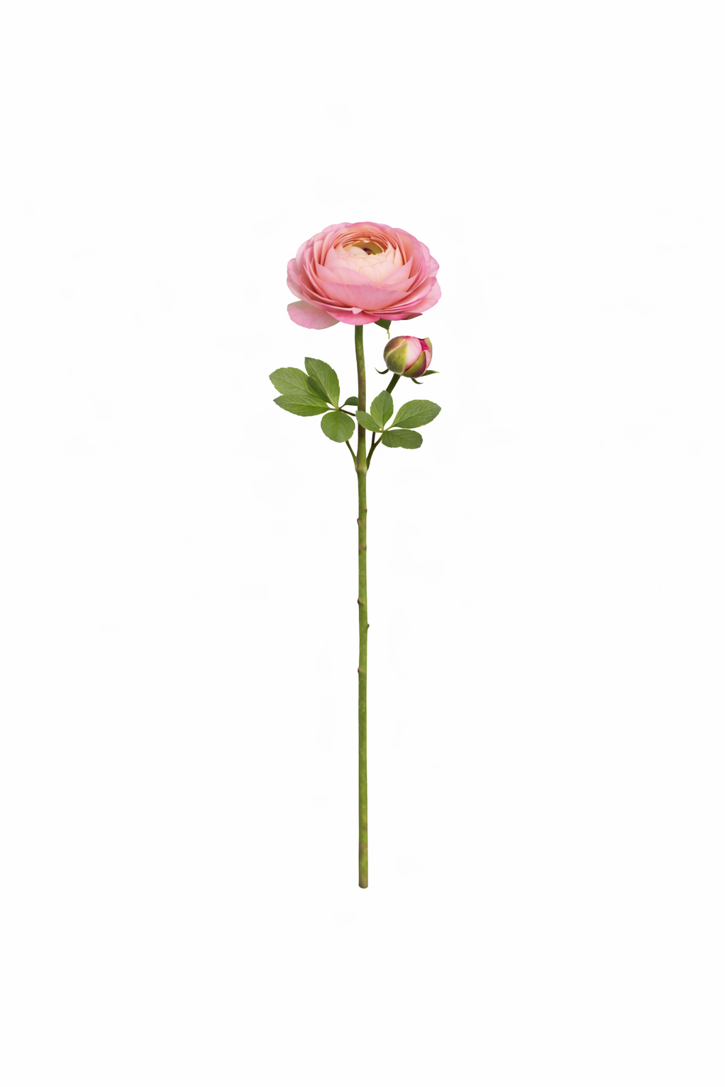 Elegant Ranunculus Bloom Stem