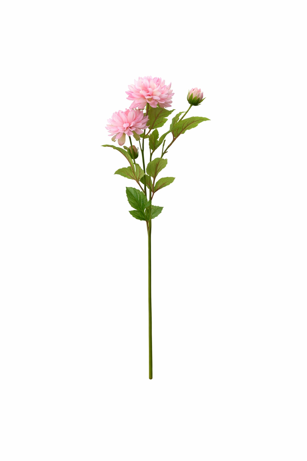Elegant Dahlia Blossom Stem