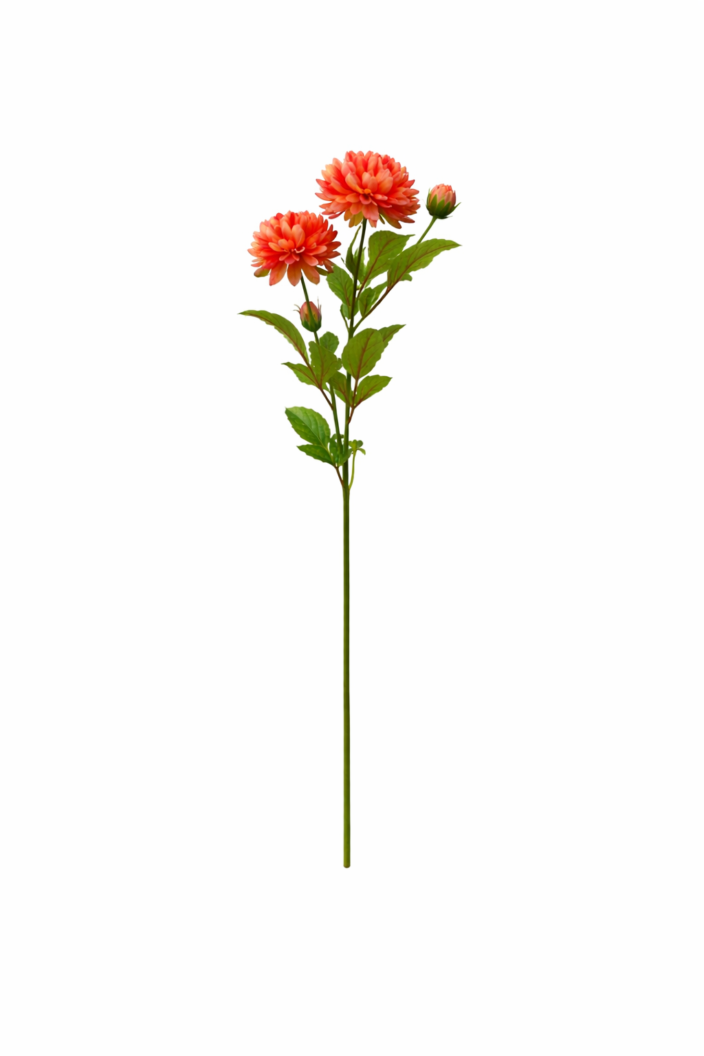 Elegant Dahlia Blossom Stem