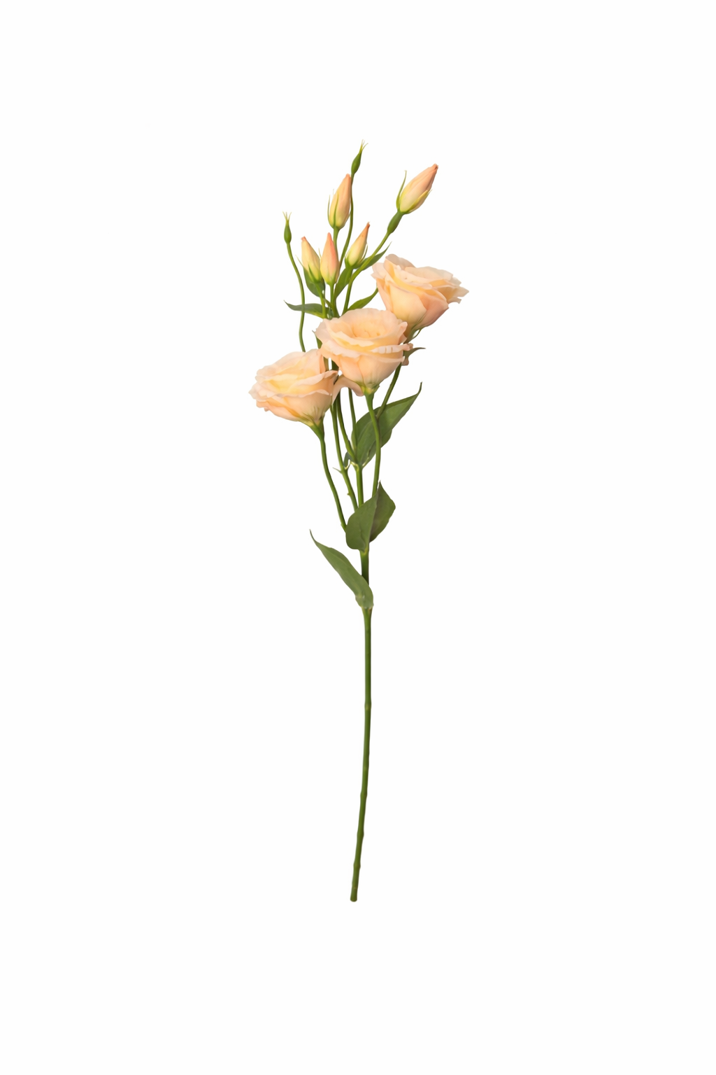 Elegant Lisianthus Spray Stem
