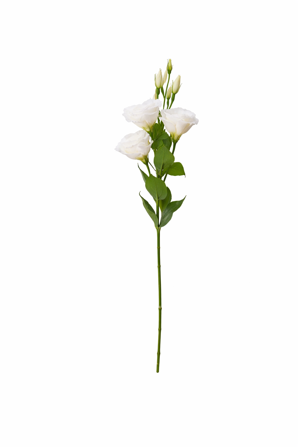 Elegant Lisianthus Spray Stem