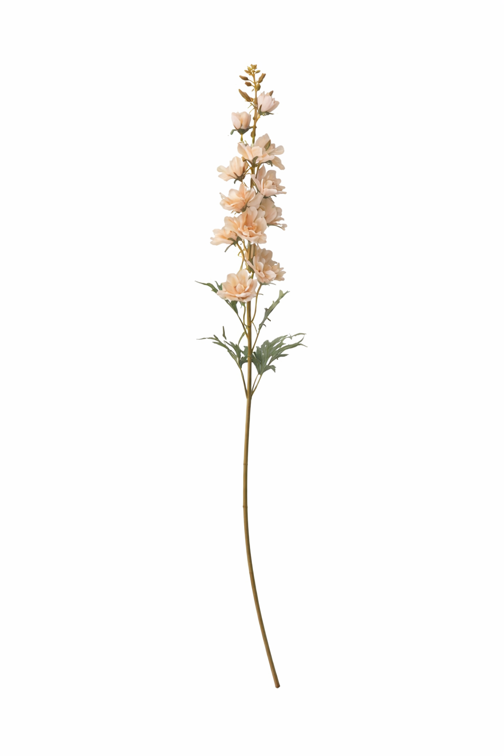 Elegant Delphinium Blossom Stem