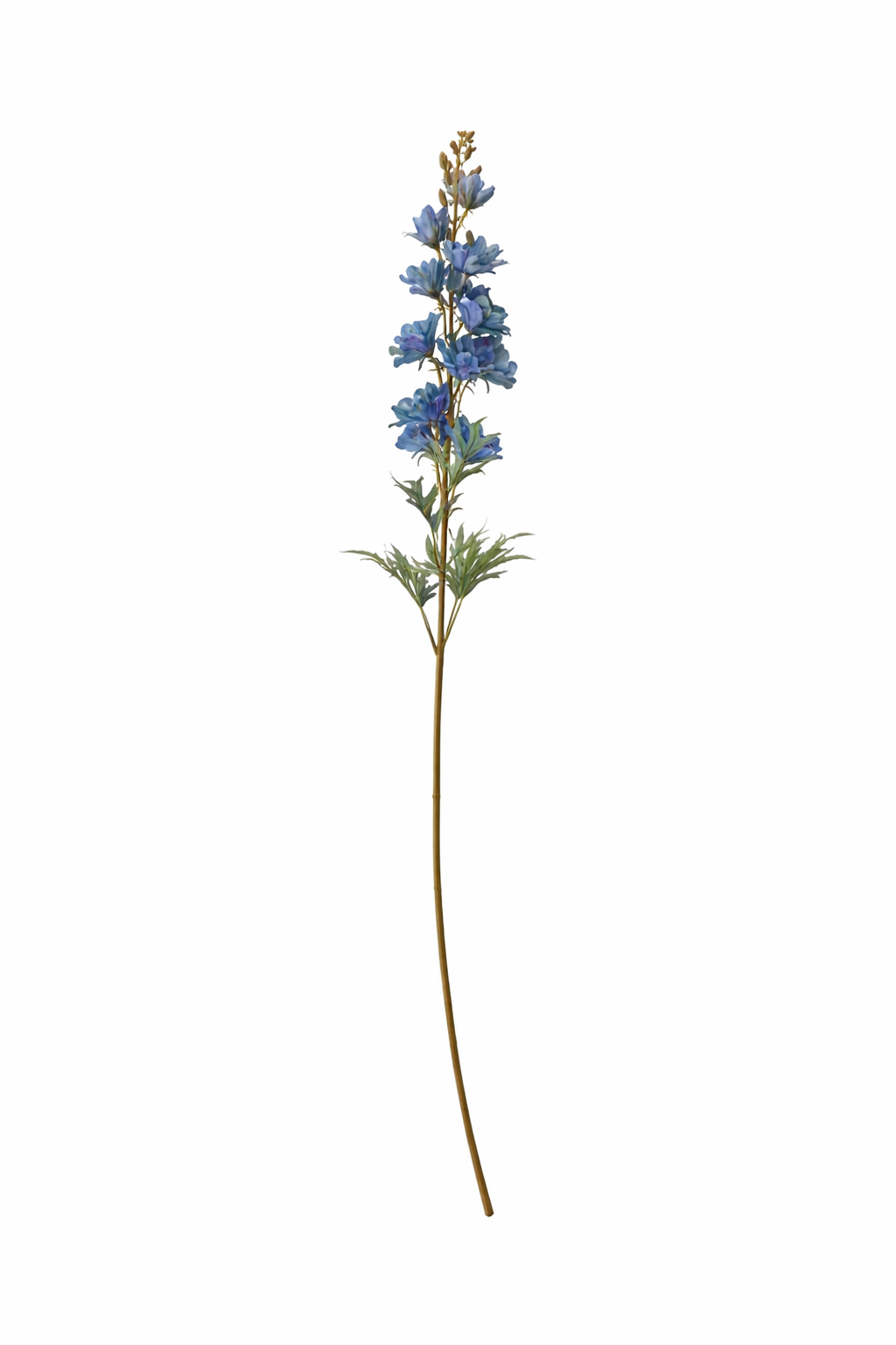 Elegant Delphinium Blossom Stem