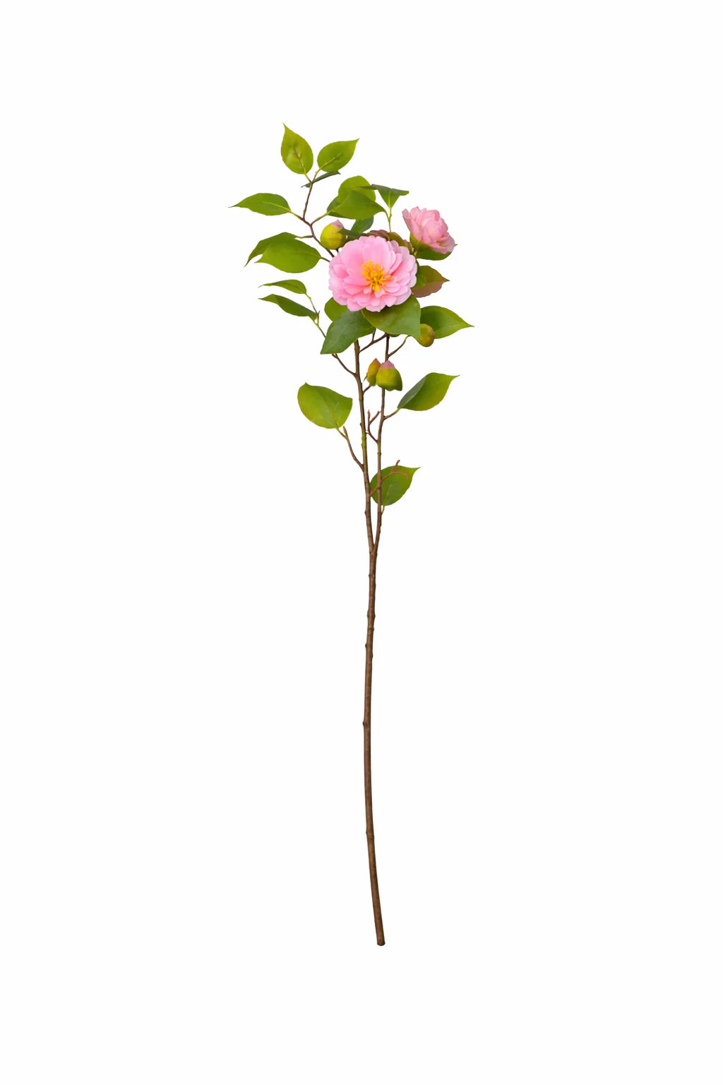 Bundle Rosa