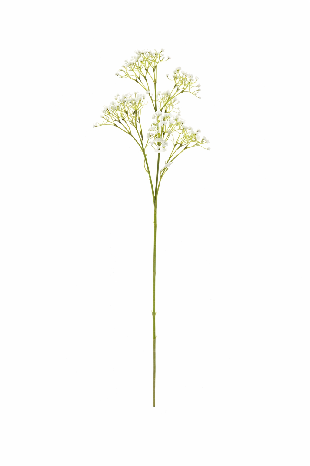 Elegant Gypsophila Spray
