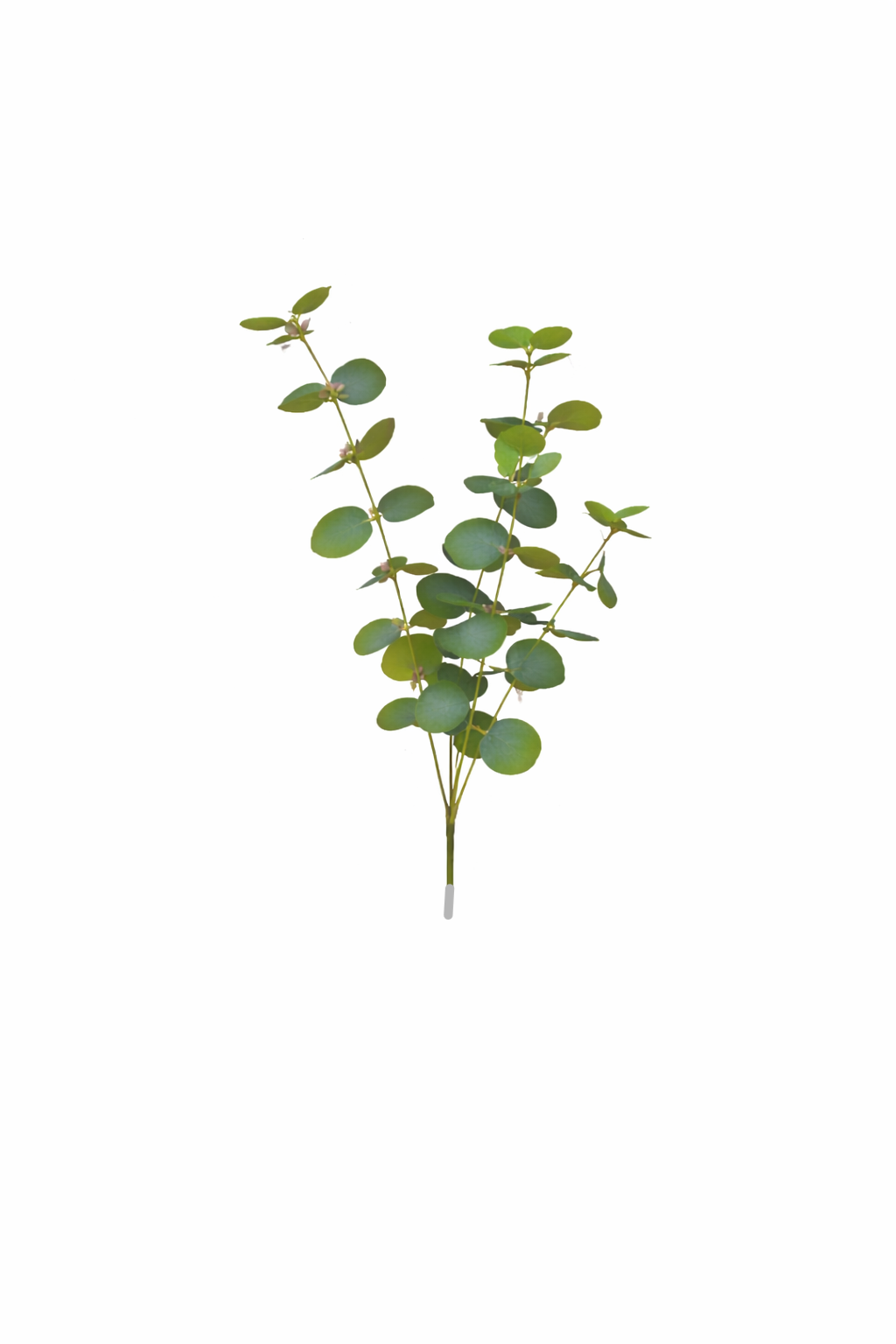 Eucalyptus Round Leaf Spray (Bundle Rosa)