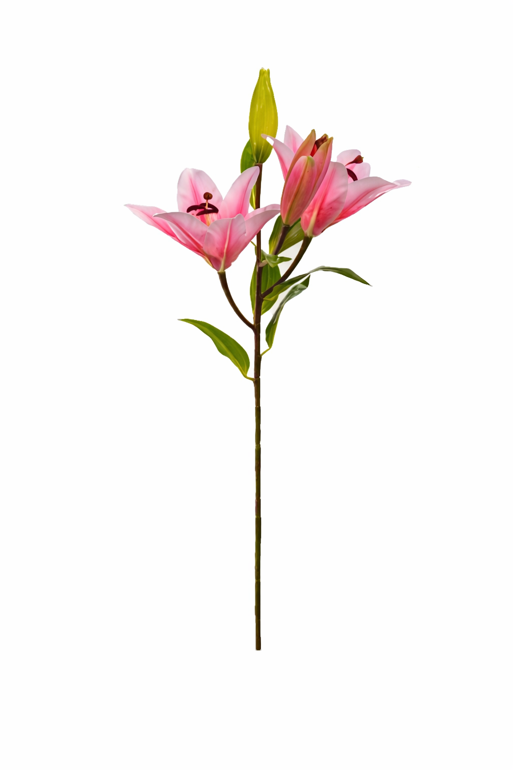 Royal Lily Pink Stem