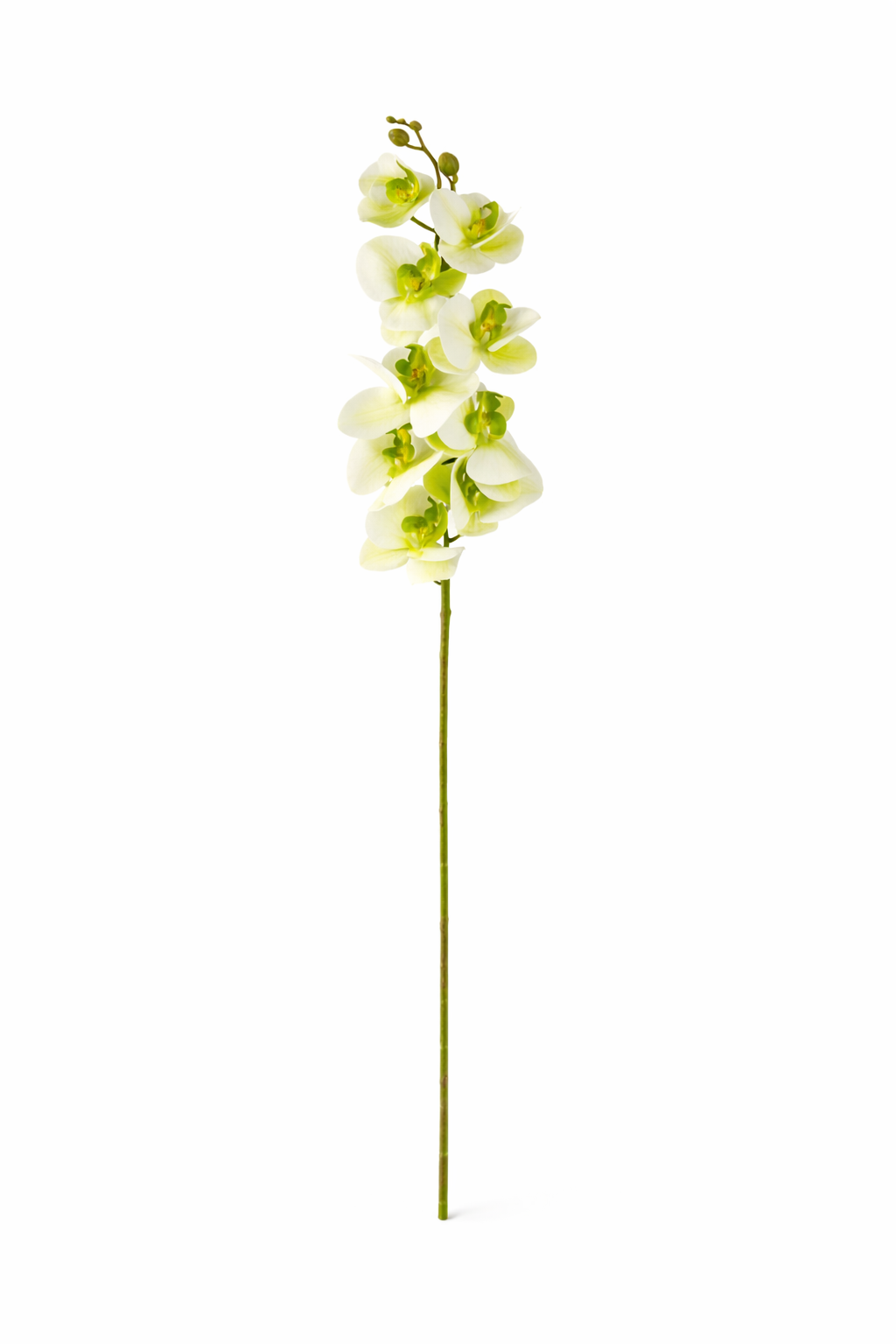 Bundle Verde