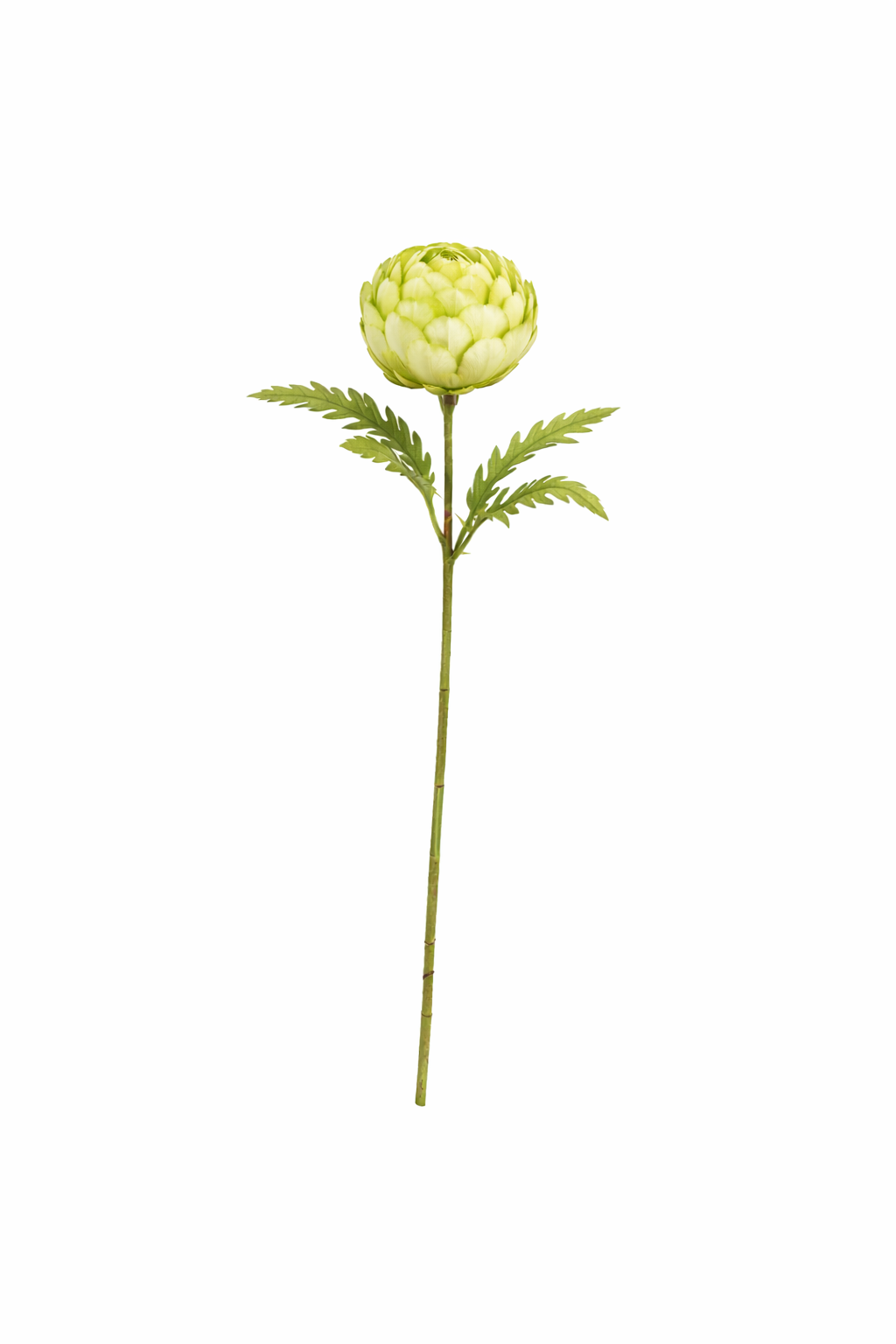 Bundle Verde