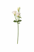 Haste de Eustoma Delicada