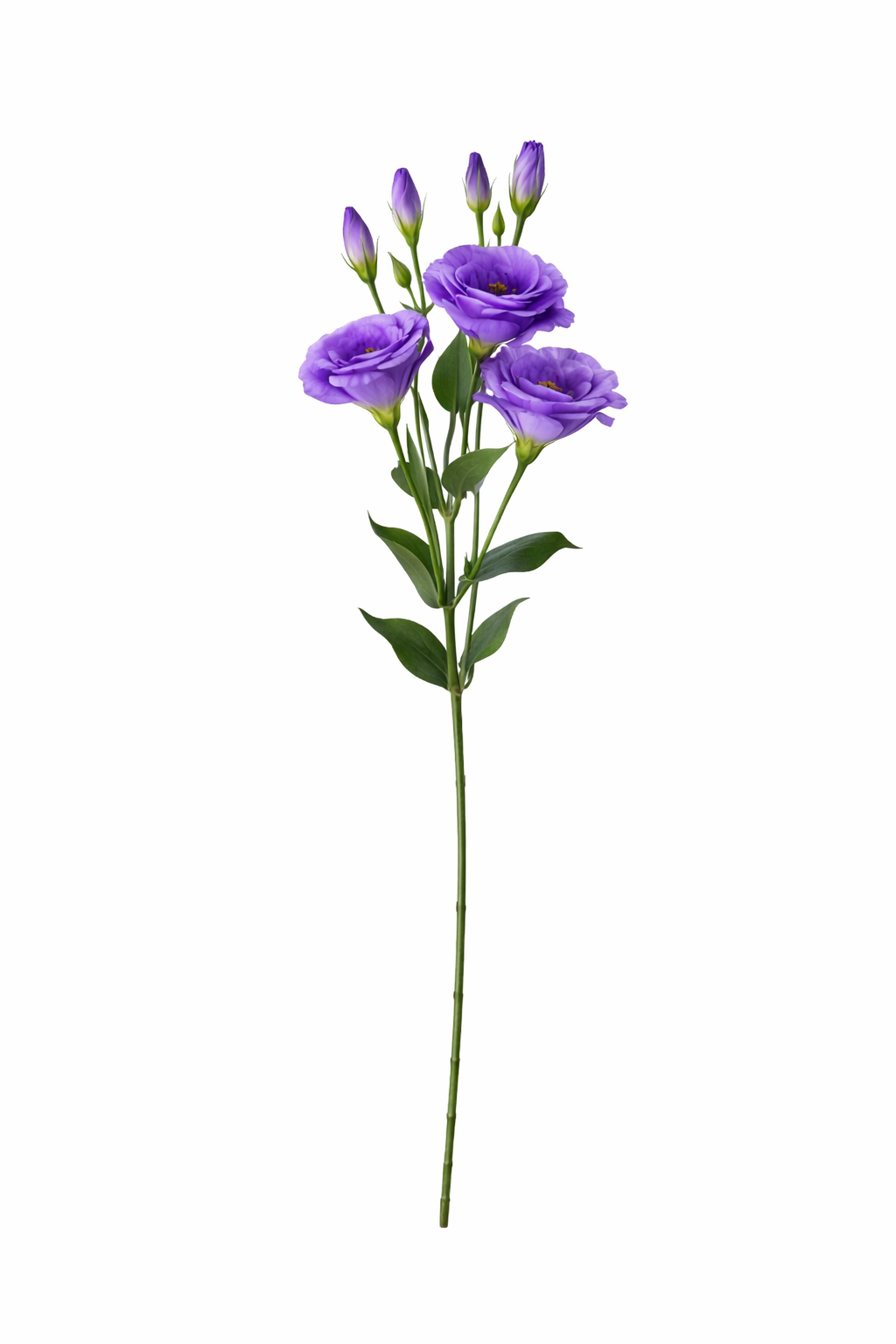 Elegant Lisianthus Spray Stem