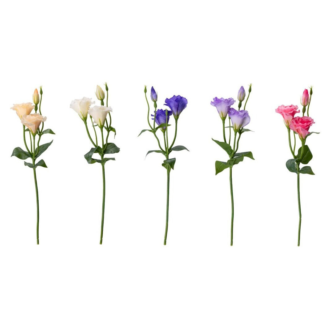 Haste de Eustoma Delicada