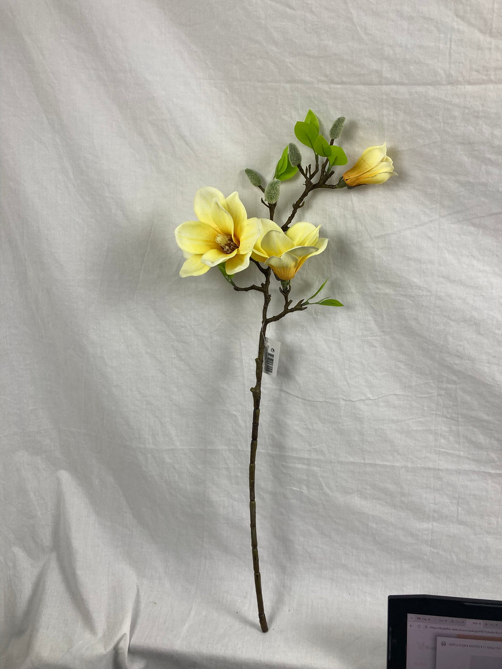 Magnolia Blossom Branch Premium (Bundle Creme)