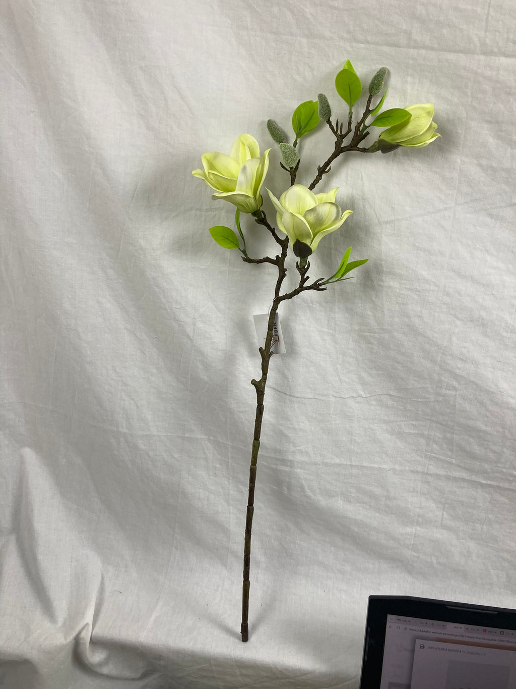 Magnolia Blossom Branch Premium (Bundle Creme)