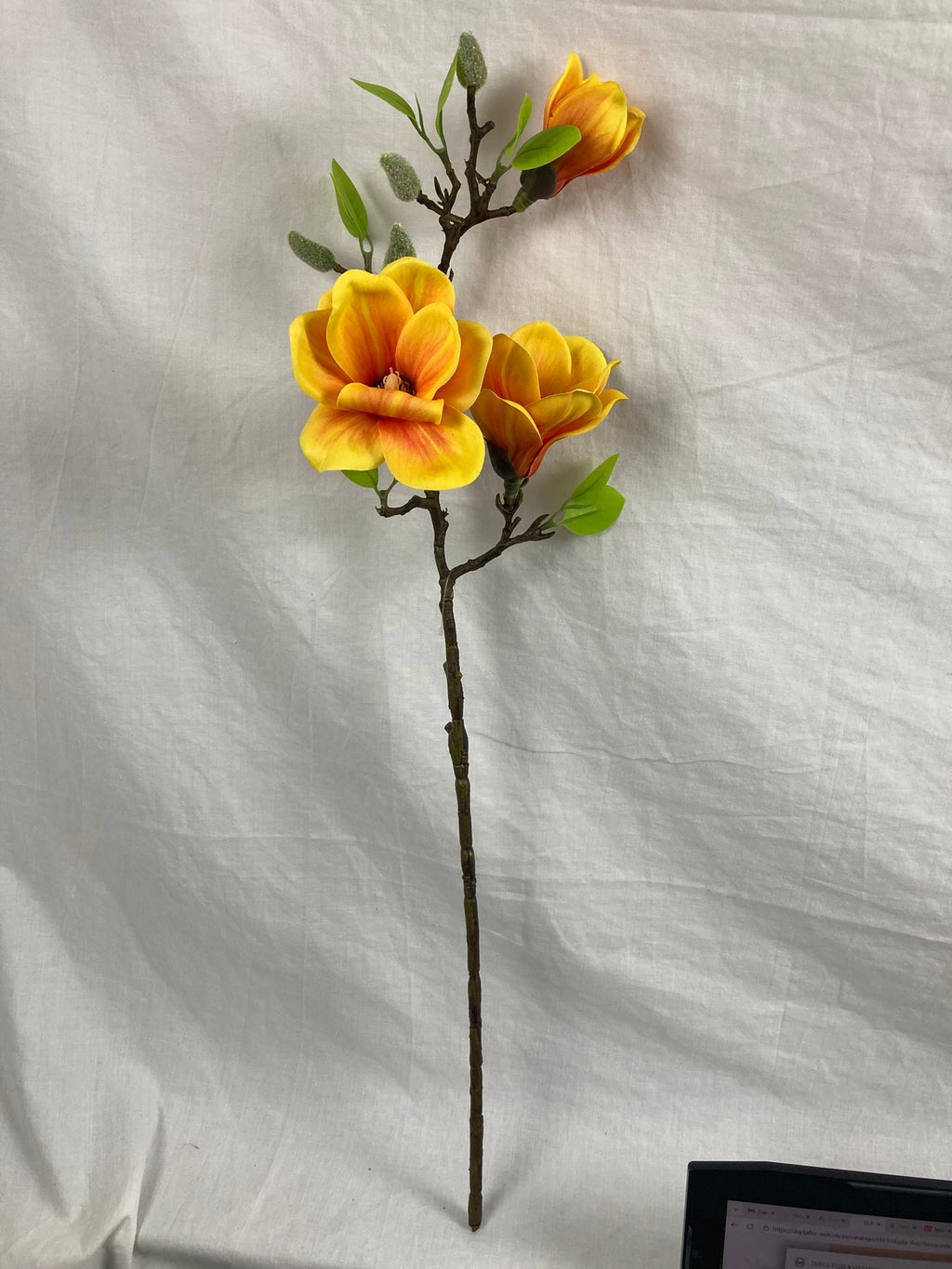 Magnolia Blossom Branch Premium (Bundle Creme)